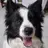 Border_Collie