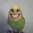 Skurlparrot