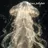 Sea_jellyfish.