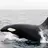 Orca6974974