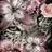 ASHLYNNE___GYOZA___18