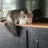 KittyLover223