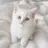 WayCat