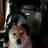 Meow_Woof