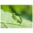 Lovemantis2