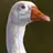 DuCkS_aRe_GoAtEd