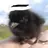 meggootv