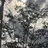 SureTree5997