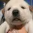 Doggo0328