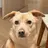 Gold_my_dog