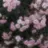 VANILLA_1451