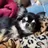 PuppyStudio