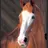 Become.a.horse