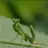 Lovemantis
