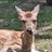 ArdentIndri6334