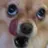 Crazy_chiwawa