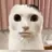 suki_suki_daisuki
