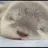babyotter6756