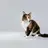 Mikecat.8231