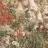 laflor