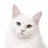 LUNA_Turkishangora