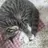 CAT_Zzz
