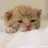 Stitch_626