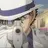 fool_Gomami