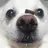 fluffy_puppy