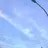 Maple_4228