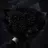 Black-Dahlia